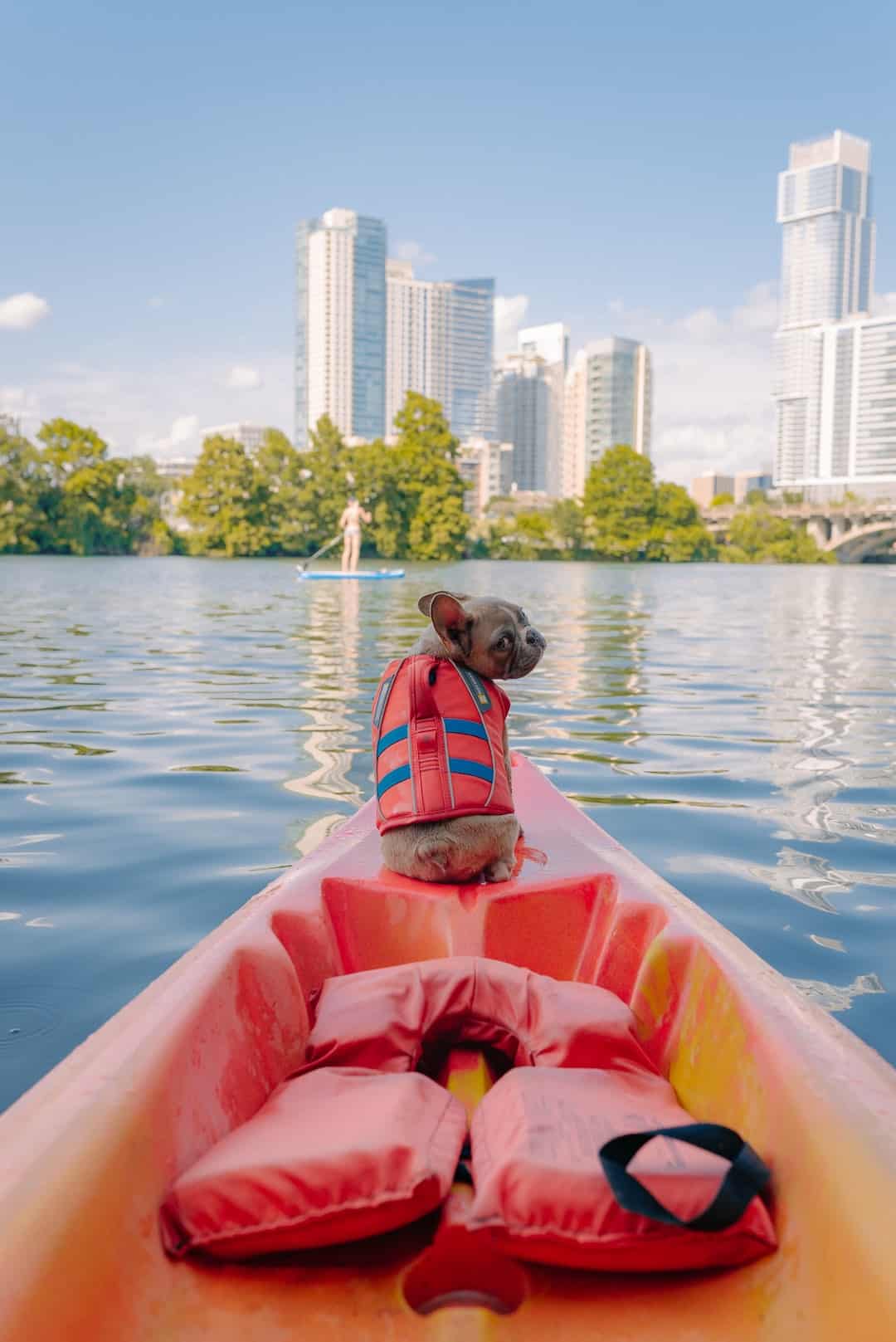 Dog Pug with lifejacket kayaking